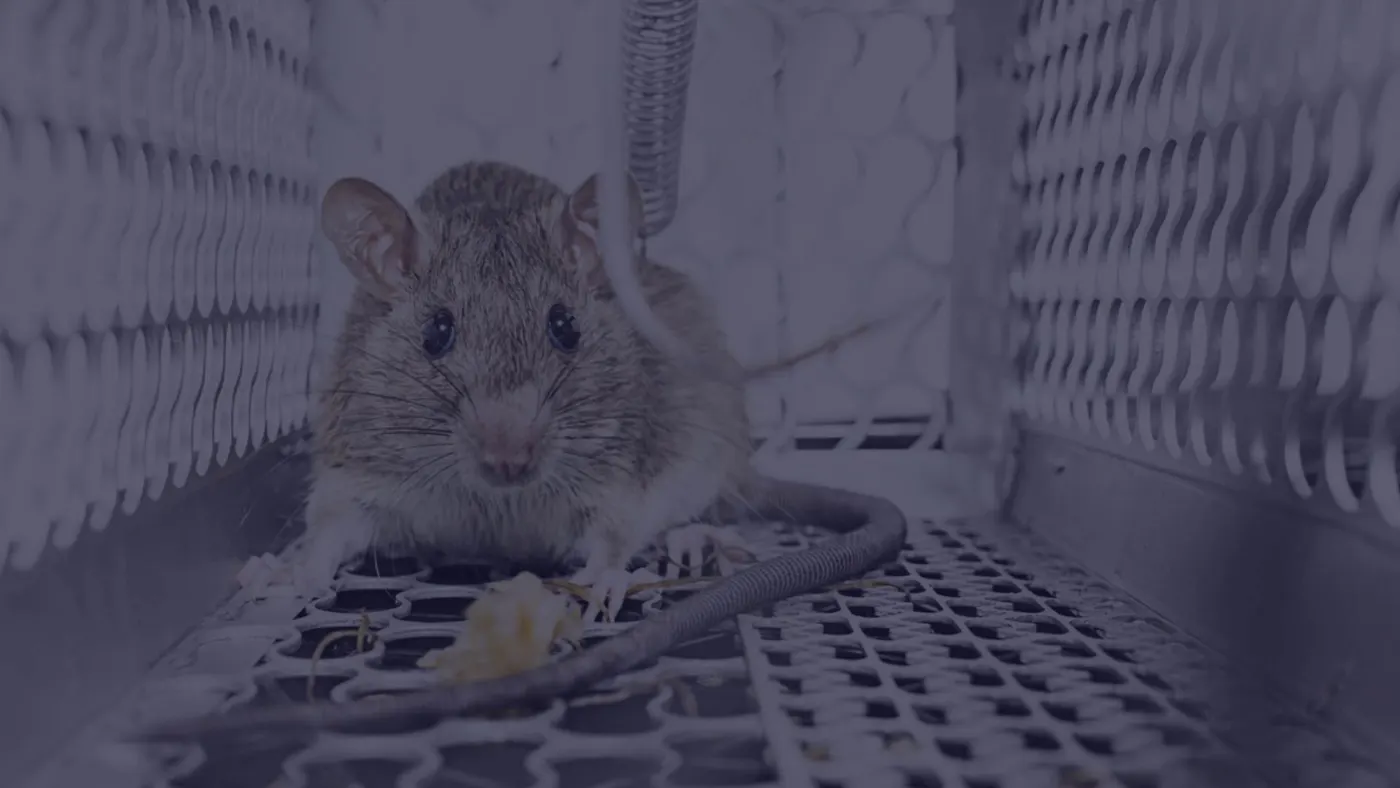 Attic inspection for rats and contaminated insulation