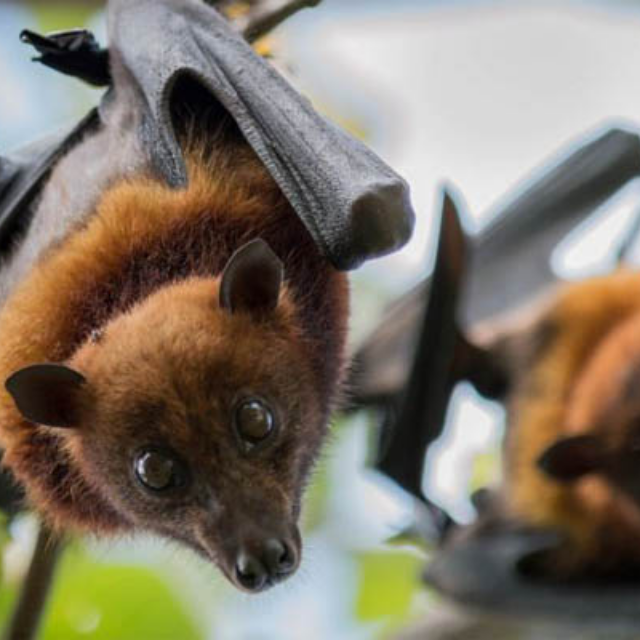 Bat exclusion services in Los Angeles