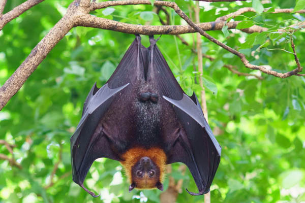 Orange County bat exclusion