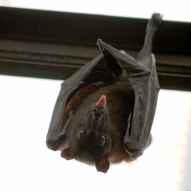 Bat removal and exclusion service