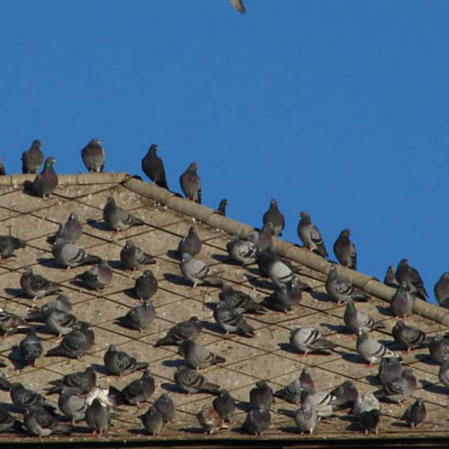 Los Angeles bird control and pigeon proofing