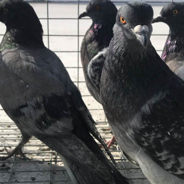Bird control wildlife removal example