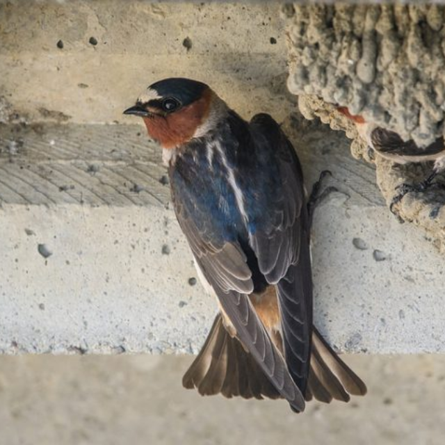 Orange County pigeon and cliff swallow bird control