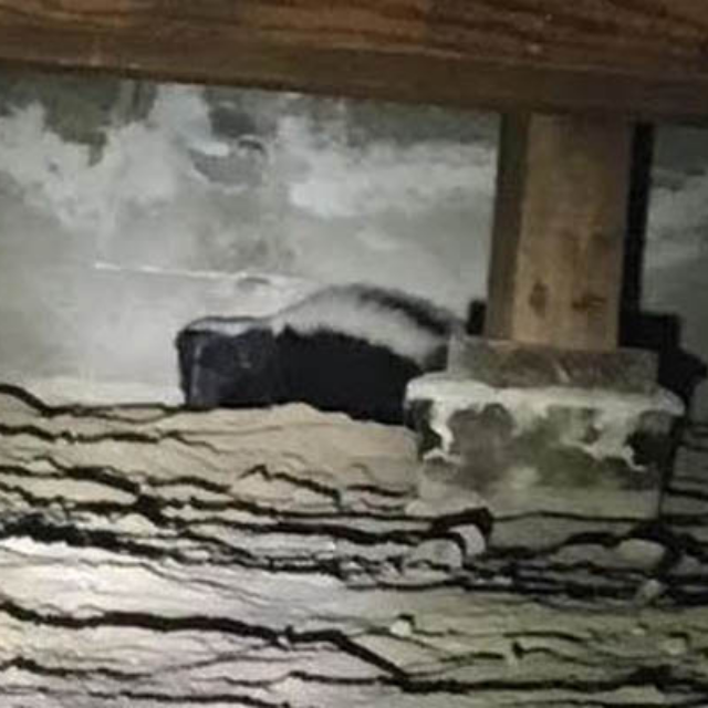 Crawlspace cleanup service