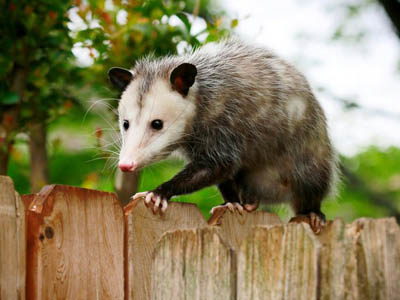 Crawlspace cleanup after wildlife activity