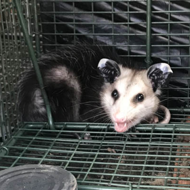 Opossum removal wildlife removal example