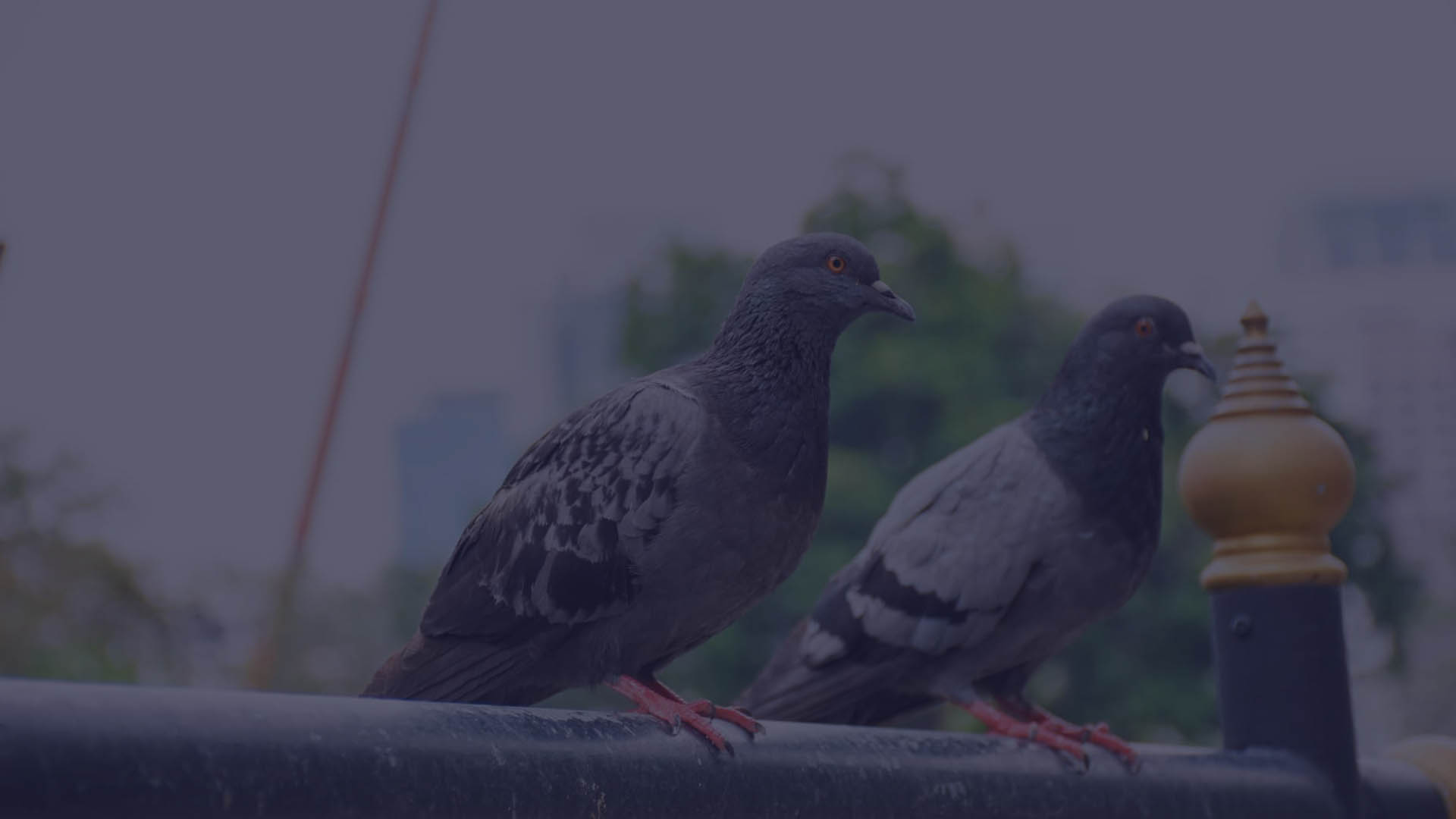 Birds removal service