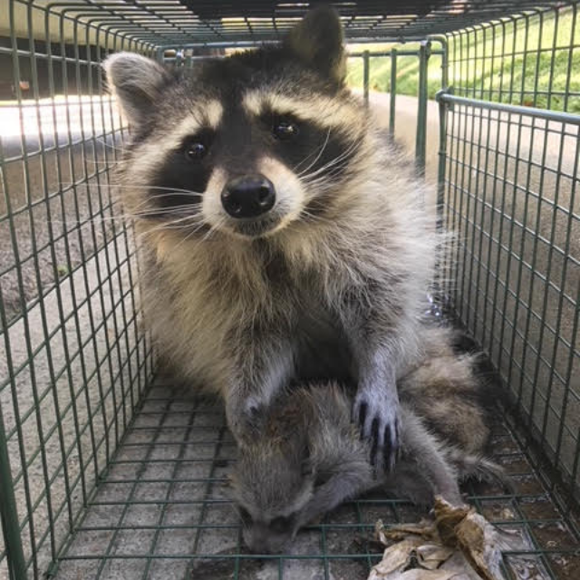 Residential Wildlife Removal for Orange County Properties
