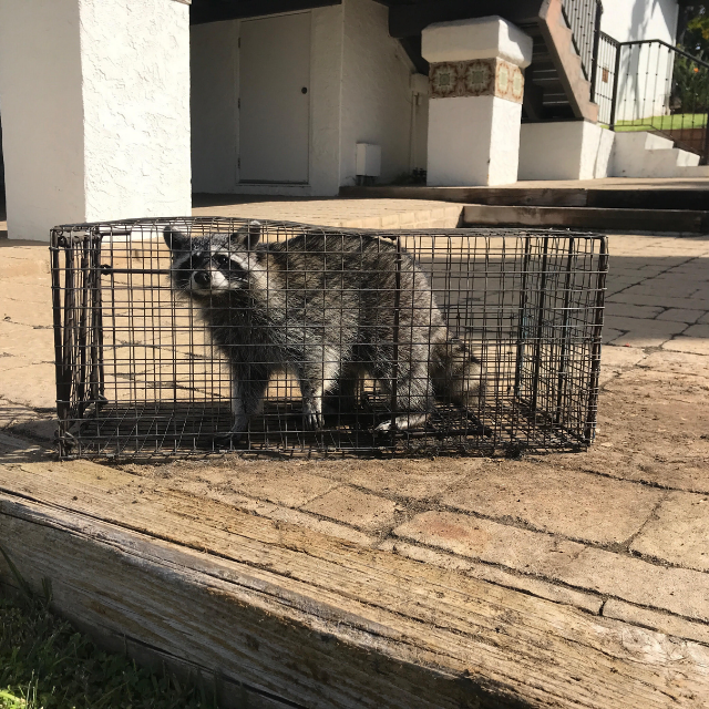 Raccoon removal Los Angeles