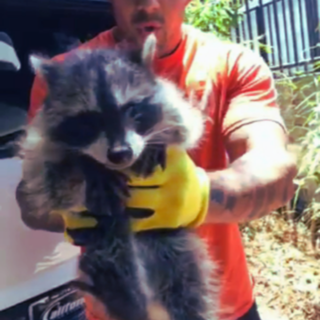 Raccoon removal in Los Angeles