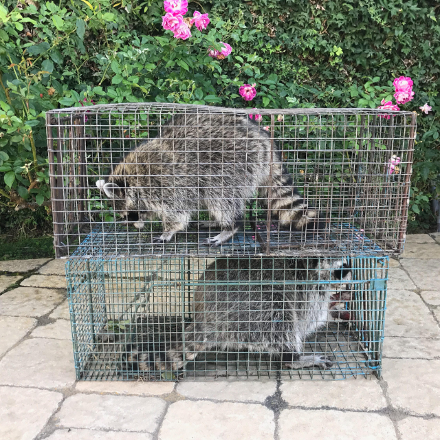 Raccoon activity wildlife removal example