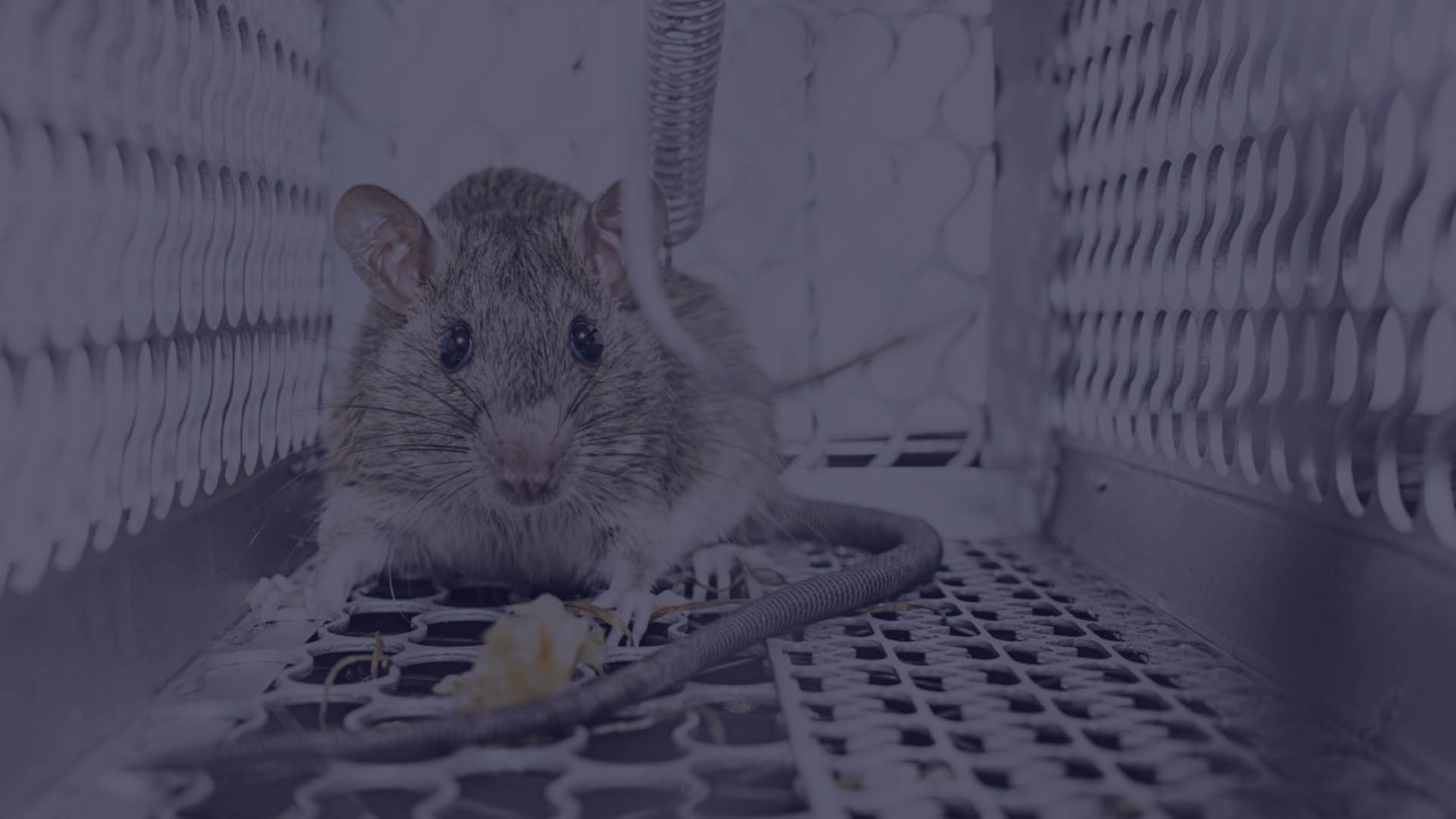 Rodent pressure wildlife removal example