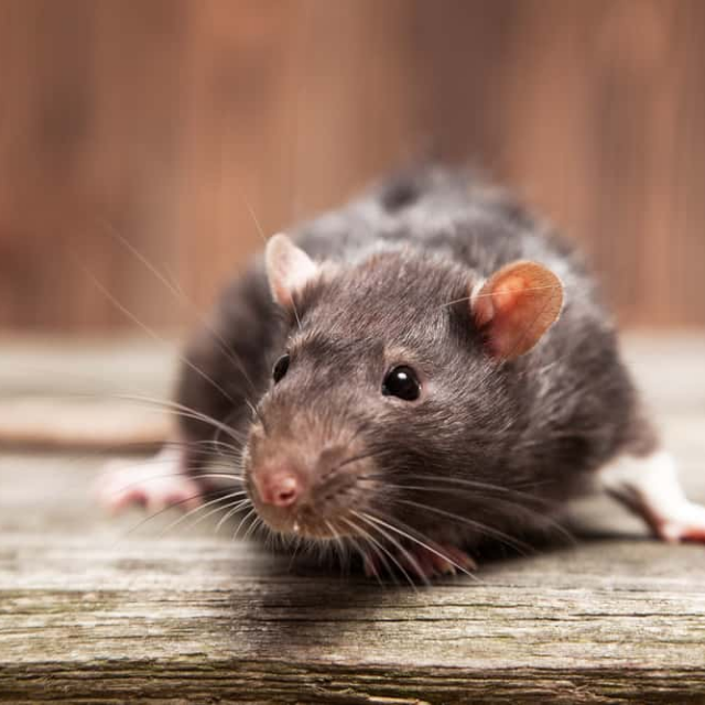 Los Angeles rodent removal and roof rat control