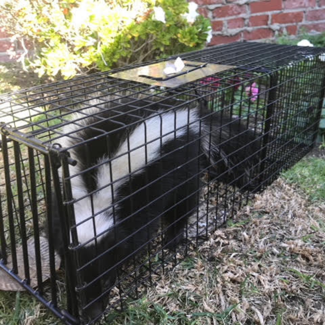Skunk removal in Los Angeles