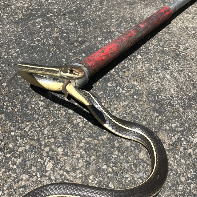 Snake removal wildlife removal example