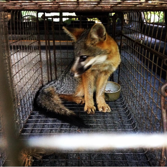Seasonal Wildlife Prevention Tips for Orange County Homes