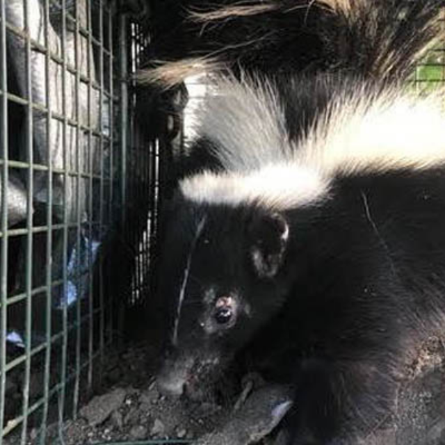 Wildlife removal service